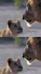 “Misfit” Lion Cub is Getting Confident! #misfit #lioncub #shorts