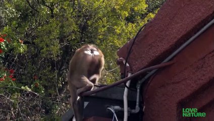 4 Reason Why You Shouldn’t Feed The Monkeys