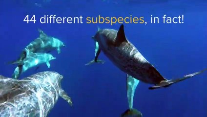 Amazing Facts About Dolphins   Love Nature
