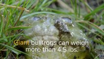 Amazing Facts About Frogs   Wildlife   Love Nature