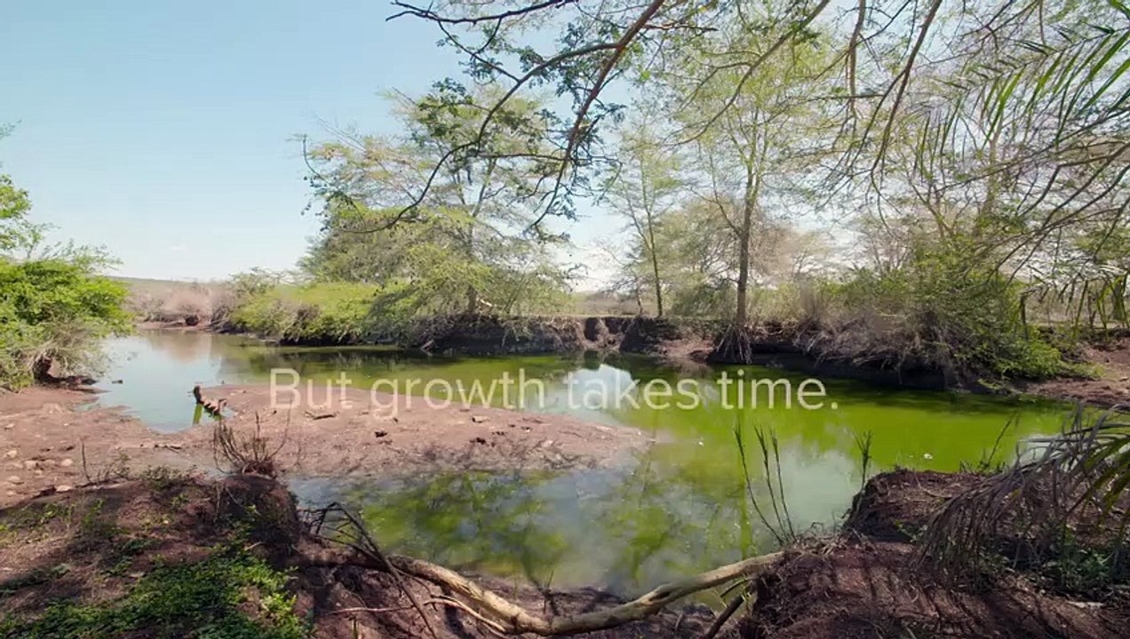 Baby Crocodiles & Crocs Hunting   Wild Animals   Love Nature