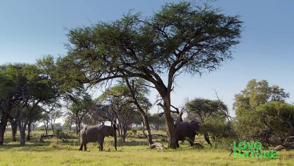 Baby Elephant Takes First Swim After Long Drought   Love Nature