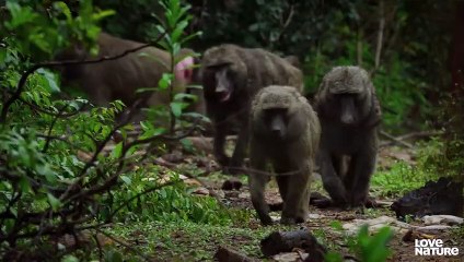 Baby Hedgehogs Rescued from Flooded Nest   Love Nature