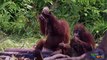 Baby Orangutans Learn to Shower with Soap   Love Nature