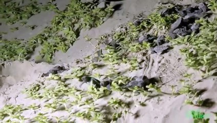 Baby Sea Turtle Battles Ghost Crab (2)