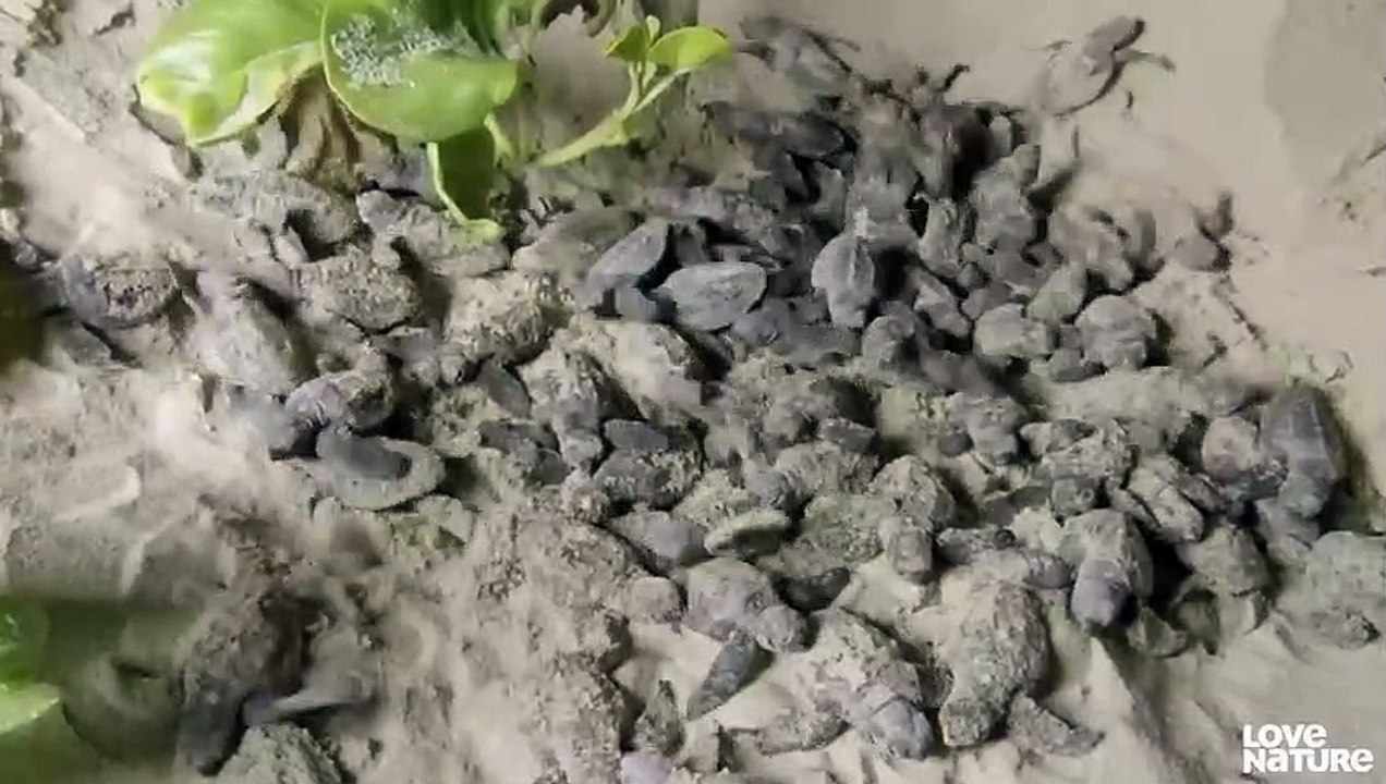 Baby Turtles Battle Ghost Crabs for Survival   Love Nature