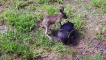 Baby Wombat and Kangaroo are BFFs!    Oddest Animal Friendships   Love Nature