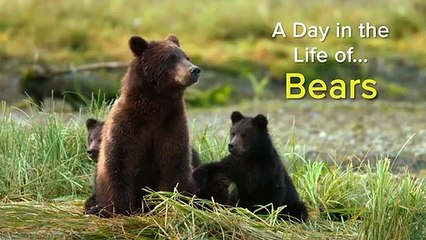 Bears A Day in the Life   Cute Baby Animals   Love Nature