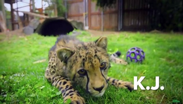 Best UNUSUAL Animal Interspecies Friendships Compilation