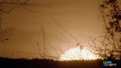 Buffalo Manages to Fight Off an Entire Pride of Lions   Love Nature