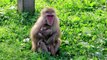 Cute Baby Monkeys Playing with Relaxing Music   Love Nature