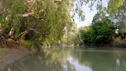 Crocodile's Fierce Dominance Hierarchy    Secrets of Wild Australia Ep103