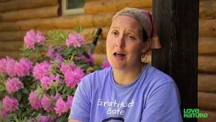 Cows And Baby Deer Are Obsessed With One Another   Oddest Animal Friendships   Love Nature