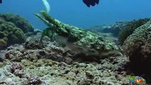Cuttlefish Waits for the Perfect Moment to Fire out Its Tentacles at Prey