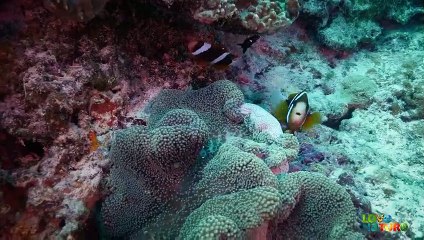 Deep Sea Anglerfish Wiggles Its Lure to Tempt Prey