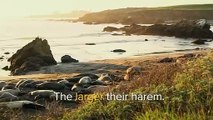 Elephant Seals Fight For Dominance   Animal Attack   Love Nature