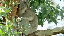 Everything You Need to Know About Koalas   Wild Koala Day   Love Nature