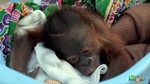 Feeding Time for Baby Orangutans at Nursery   Love Nature