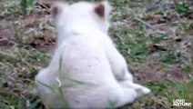 Extremely Rare White Lion Cubs Fight for Survival   White Lions Born Wild