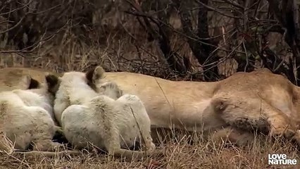Extremely Rare White Lion Cubs Discover the World Around Them!   Love Nature
