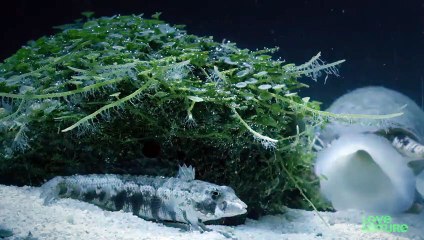 Fish-Hunting Sea Snail Kills Prey with Toxic Vomit