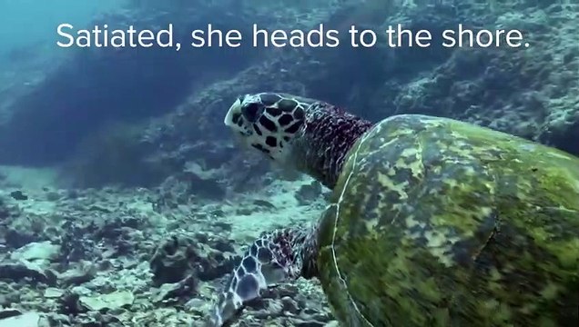 Funny and Cute Baby Animals Baby Fur Seals, Turtles, Crocs Love Nature