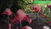 How Animal Parents Protect Their Young   Animal Empires Ep101