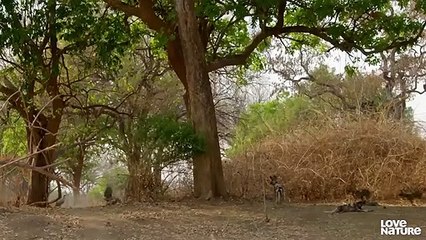 How Wild Dog Puppies Are Raised in the Wild   Love Nature