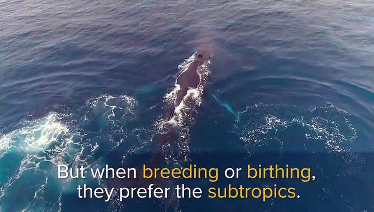 Humpback Whales A Day in the Life   Marine Life   Love Nature