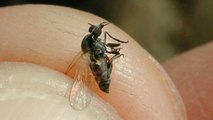 Crece el número de afectados por la mordedura de la mosca negra