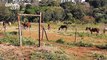 Criação de cavalos é flagrada em terreno da Prefeitura de Cascavel Os proprietários foram notificados por equipe da Patrulha Ambiental da Guarda Municipal