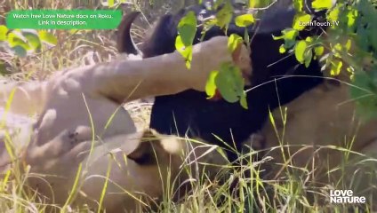 Lion Brothers: From Cubs to Kings of the Pride