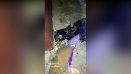 Black Cat Overcomes Orange Cats Disruptive Behavior During Dinner - Incredible Achievement!