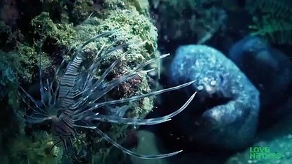 Lionfish The Underwater Assassin That 'Vacuums Up' Fish