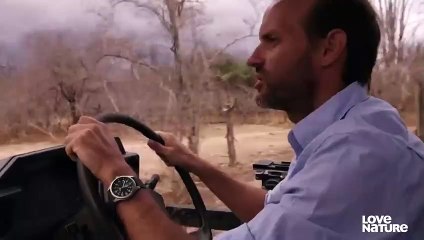 Lost Lion Cub  Spotty  Finally Reunites with Mom   Part 3   Love Nature