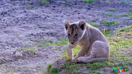 Lost  Misfit  Lion Cub Survives A Night of Horror   Love Nature