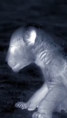 Lost Lion Cub in Serious Danger! #lioncub #lion #shorts