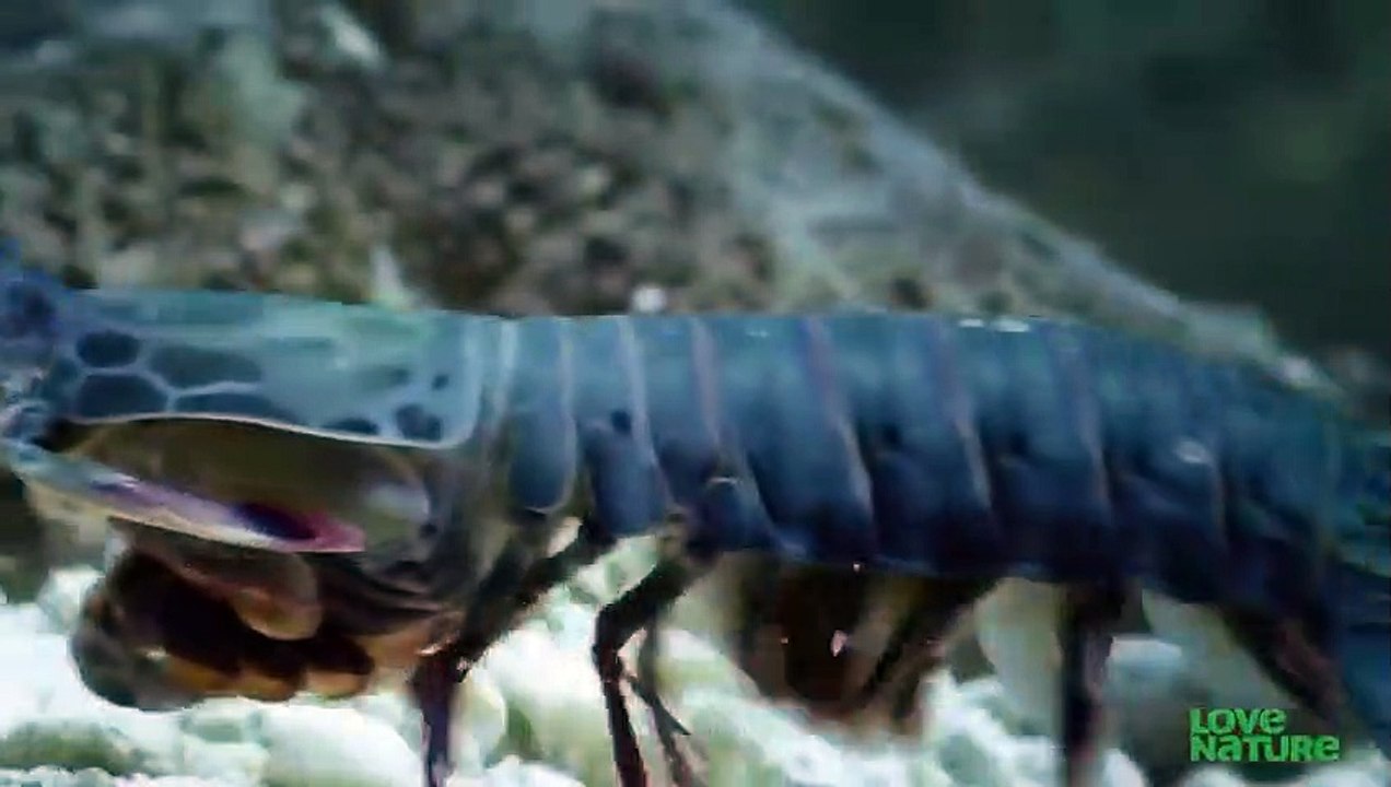 Mantis Shrimp Punches Crab’s Arm Off video Dailymotion