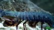 Mantis Shrimp Punches Crab’s Arm Off