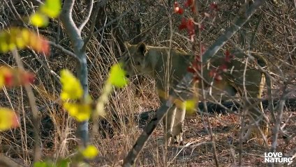 MK Lion Cubs Try Meat for the First Time   Love Nature