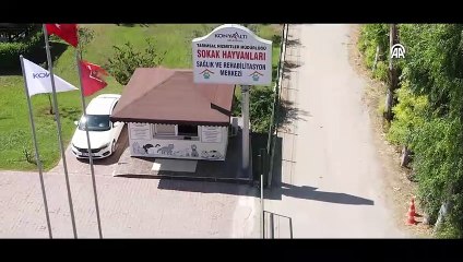 ANTALYA - Antalyaspor, kırmızı formasını sokak hayvanlarına adadı