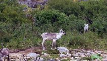 Mother Reindeer Comes to the Rescue for Drowning Baby