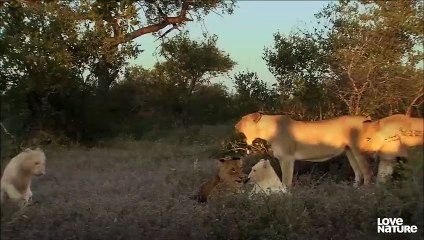 Mother Lioness Raises RARE White Lion Cubs   Love Nature