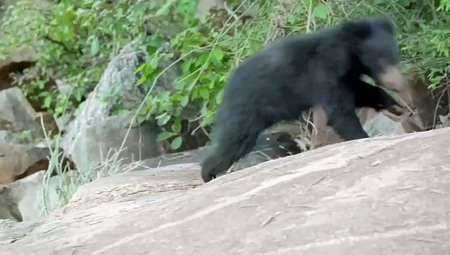 Mother Sloth Bear Teaches Cubs to Hunt for Termites Love Nature