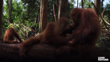 Orangutan Friendship is No Monkey Business   Love Nature