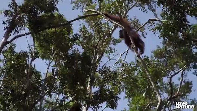Orphan Baby Orangutans Malika And Beni Flank Climbing Class Love Nature