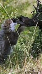 Playful Cheetah cubs strengthen their hunting skills! #cat #wildlife #cheetah