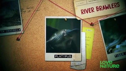 Platypus vs. Platypus   Battle for Dominance