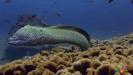 Pistol Shrimp and Gobi Fish Team Up to Elude Giant Eel