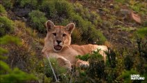 Puma Mom Makes Swift Kill to Feed Cubs   Love Nature